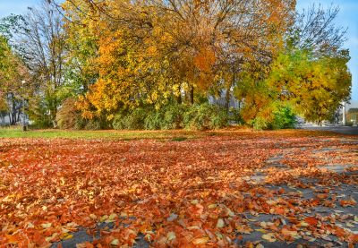 Lawn with Mulched Leaves